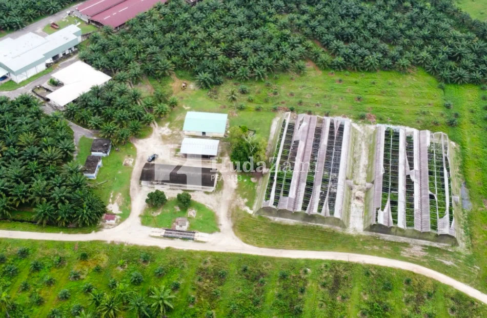 Lekir perak palm oil plantation (7)